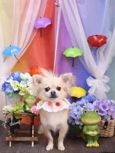 20230624とわくん